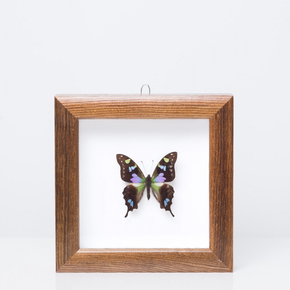 Framed 'Graphium weiskei' butterfly
