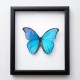 Framed 'Morpho didius' butterfly