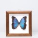Framed 'Morpho peleides' butterfly