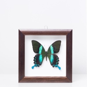 Framed 'Papilio blumei' butterfly