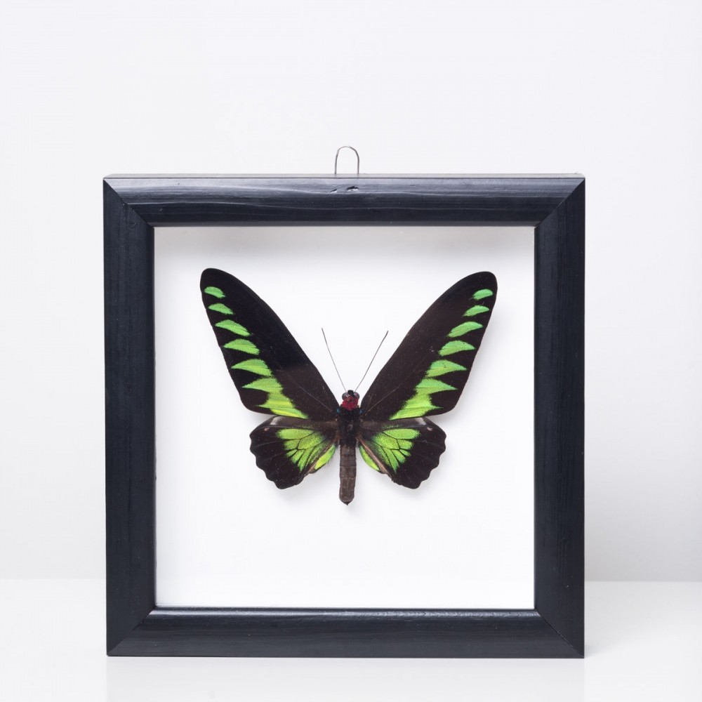 Framed 'Trogonoptera brookiana' butterfly