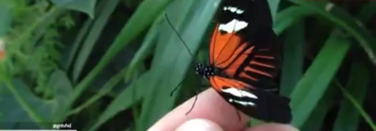 GNTV: Kaip namuose užsiauginti drugelį?