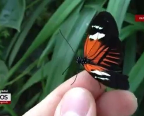 GNTV: Kaip namuose užsiauginti drugelį?