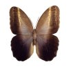 Caligo memnon drugelis (iš apačios)
