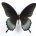 Papilio lowi drugelis