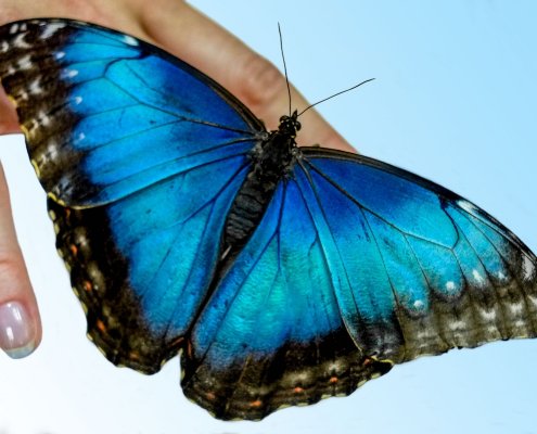 Morpho peleides drugelis rankoje