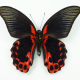 Papilio rumanzovia drugelis