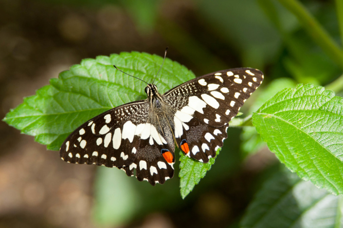 Papilio demoleus drugelis