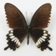 Papilio polytes drugelis