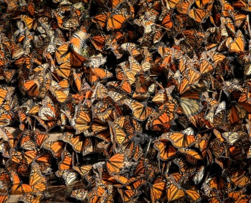 Drugeliai auginimui namuose