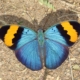 Euphedra neophron drugelis