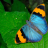 Euphedra neophron drugelis laisvėje