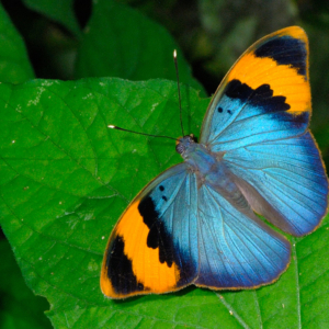 Euphedra neophron drugelis laisvėje