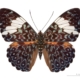 Hamadrya arinome drugelis