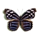 Myscelia cyaniris drugelis