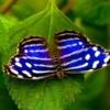 Myscelia cyaniris drugelis laisvėje