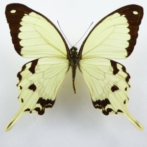 Papilio dardanus drugelis