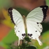 Papilio dardanus drugelis laisvėje