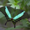Papilio palinurus drugelis laisvėje