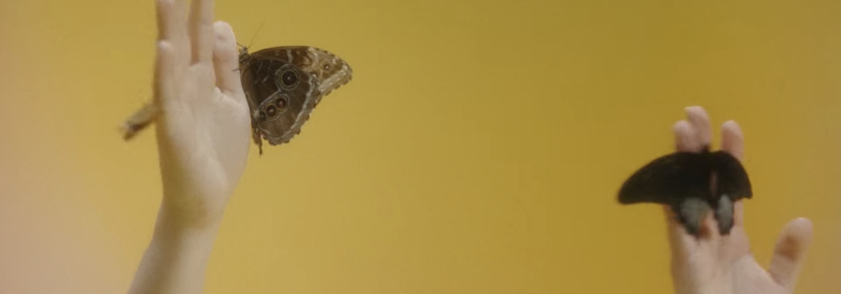 Kupu Kupu drugeliai CAMELIA vaistinės reklamoje