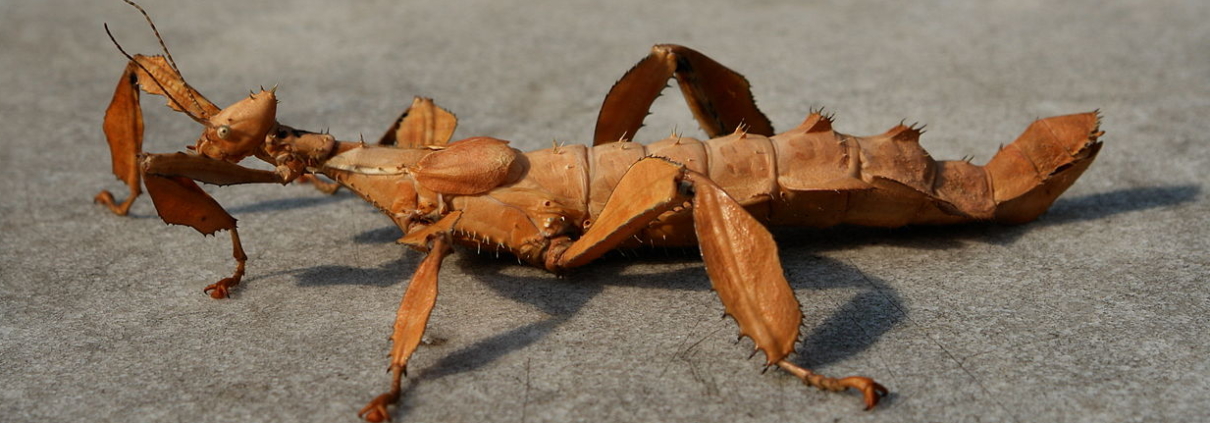 Extatoma tiaratum