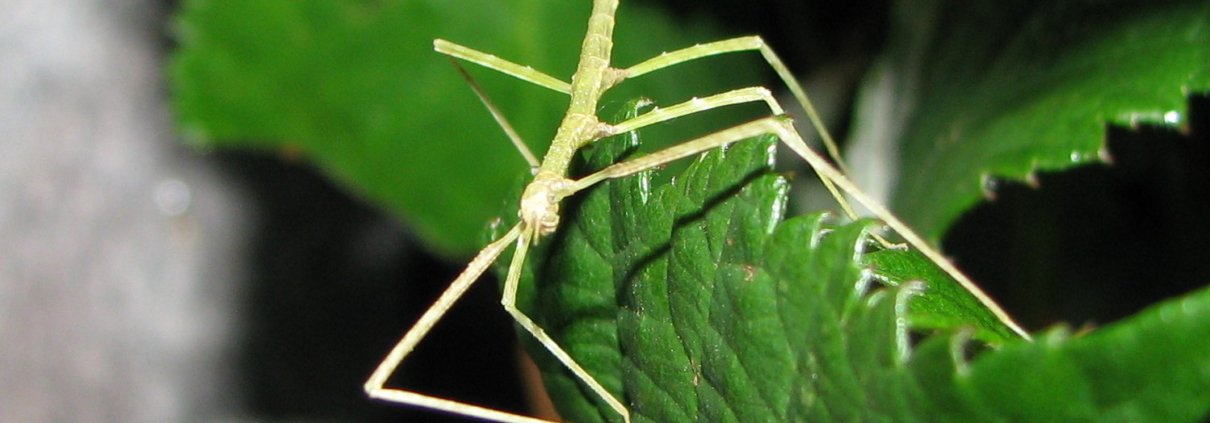 Nauja edukacija: pažintis su gyvalazdėmis