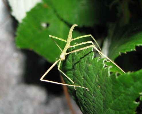 Nauja edukacija: pažintis su gyvalazdėmis