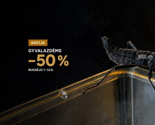 Rugsėjo akcija: trims gyvalazdžių rūšims –50 %